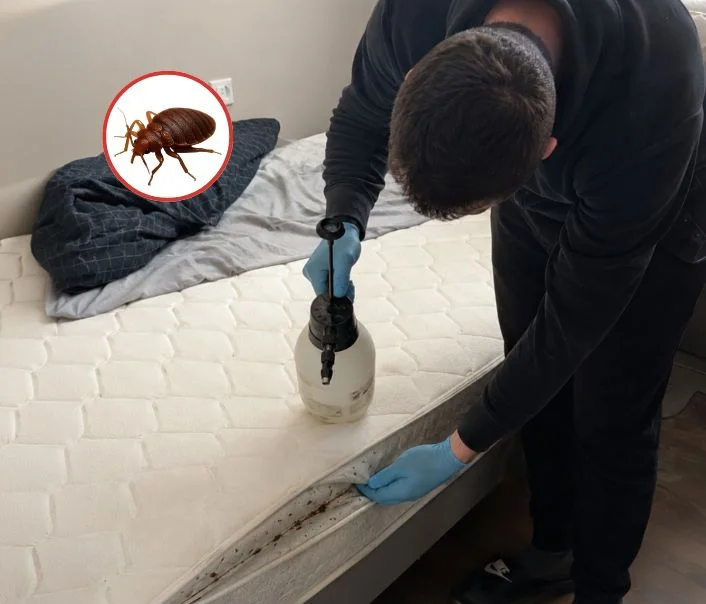 Technicien traitant un matelas contre les punaises de lit à La Forêt-le-Roi